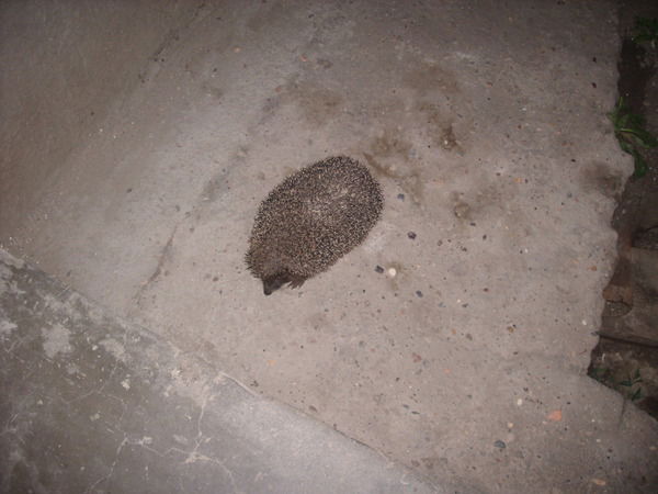 Евгений Бережной