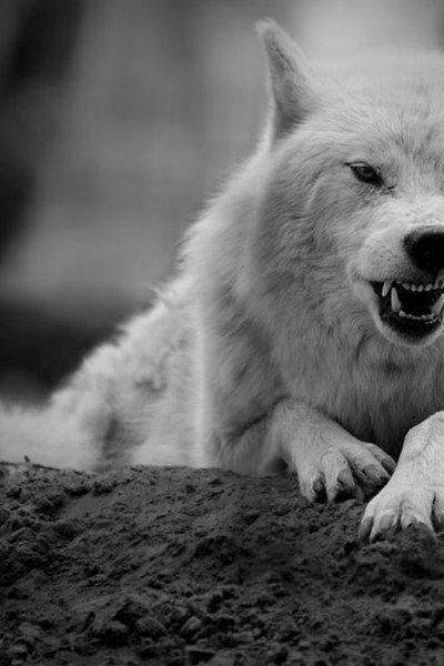 Ксения Колесникова