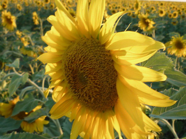 Любовь Николаевна Пушкарева