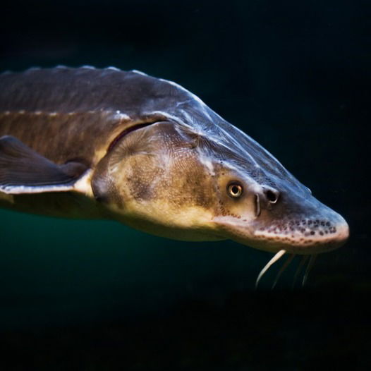 Руслан Ахмедов