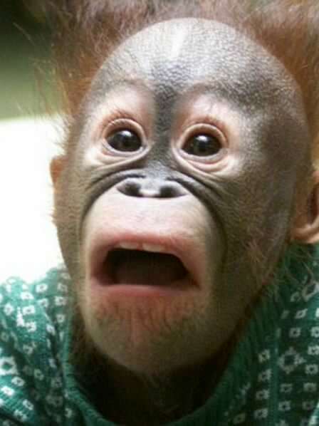 Паша Петренко