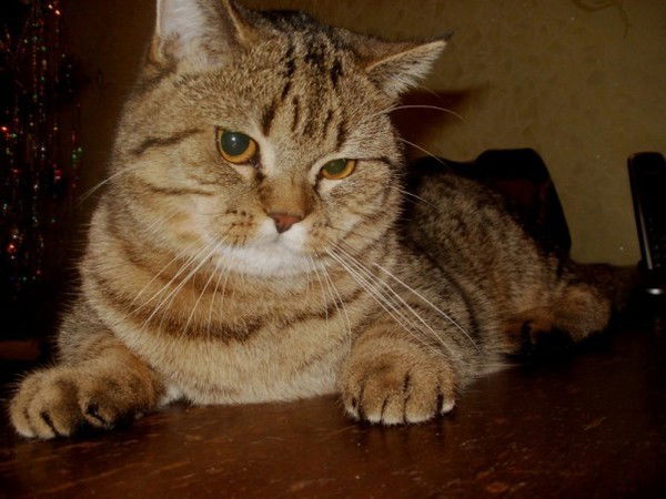 Светлана Тимиркина