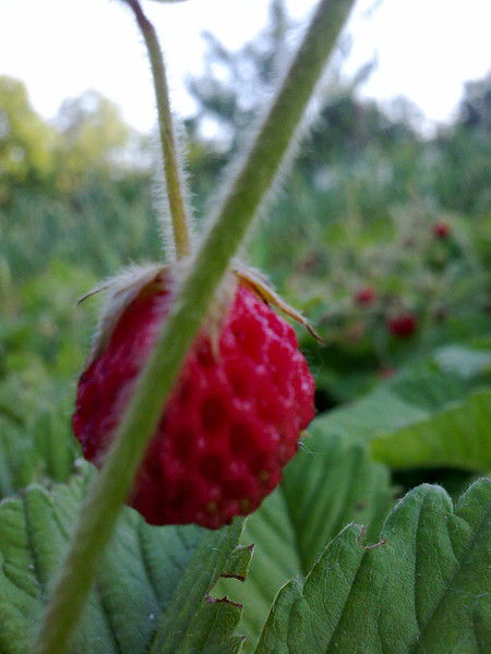 Ольга Брагина