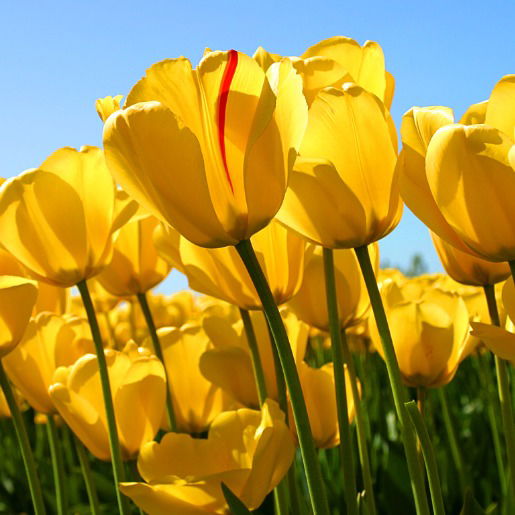 Барака Умма Айман