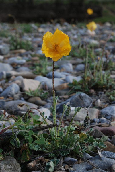 Айпери Мейманбекова