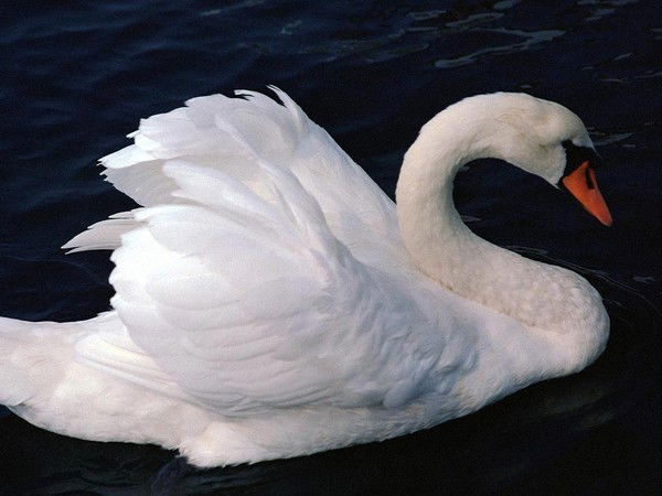 Галина Образцова