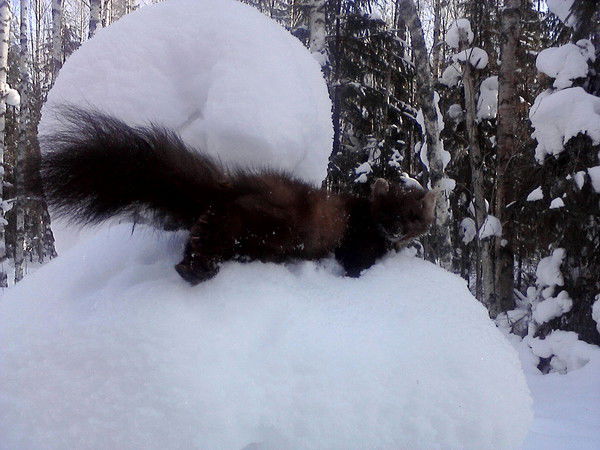 Александр Зелинский