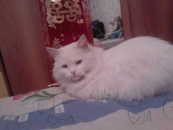 Галина Андрющенко