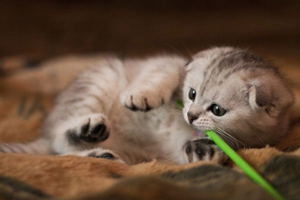 Ольга Климова