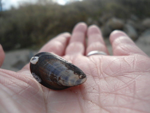 Полина Пронина