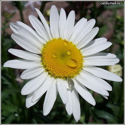 Елена Шорникова