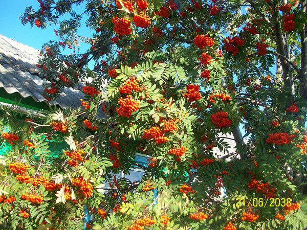 Галина Ерёмкина