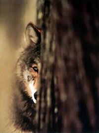 Ольга Косторнова