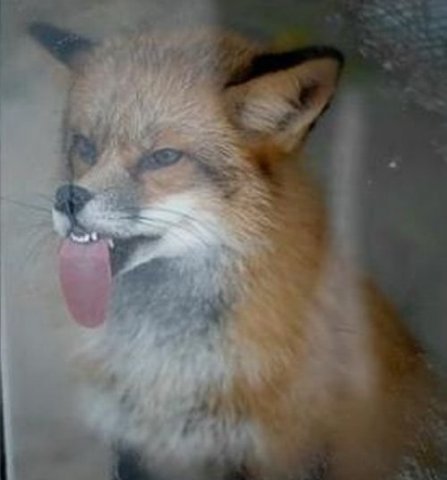 Еверия Верийская