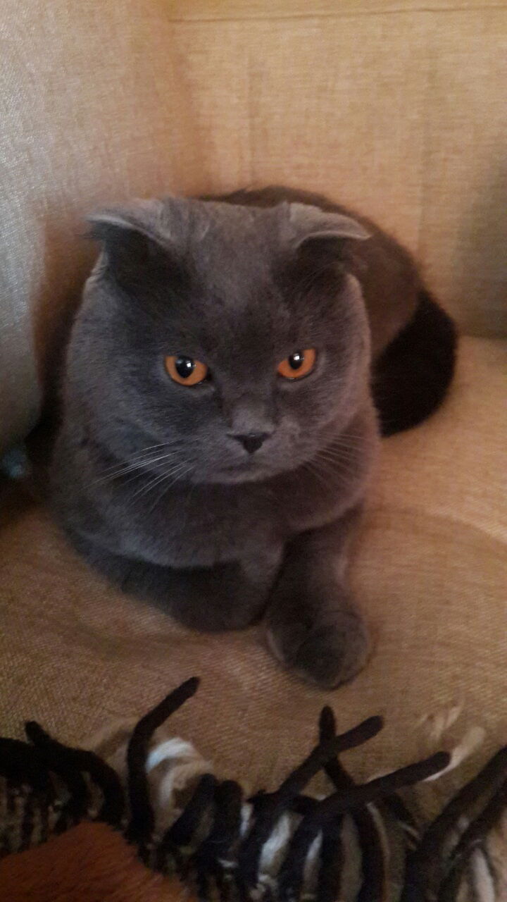 Елена Гикст