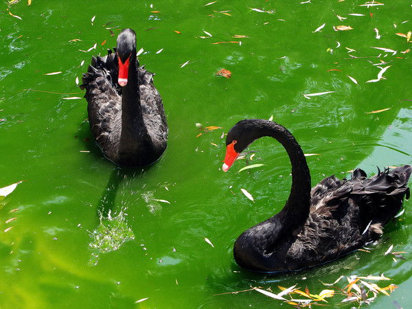 Болат Жубаев