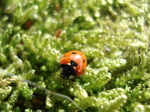 Ирина Мартиросова