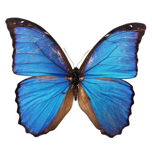 Дарья Голикова