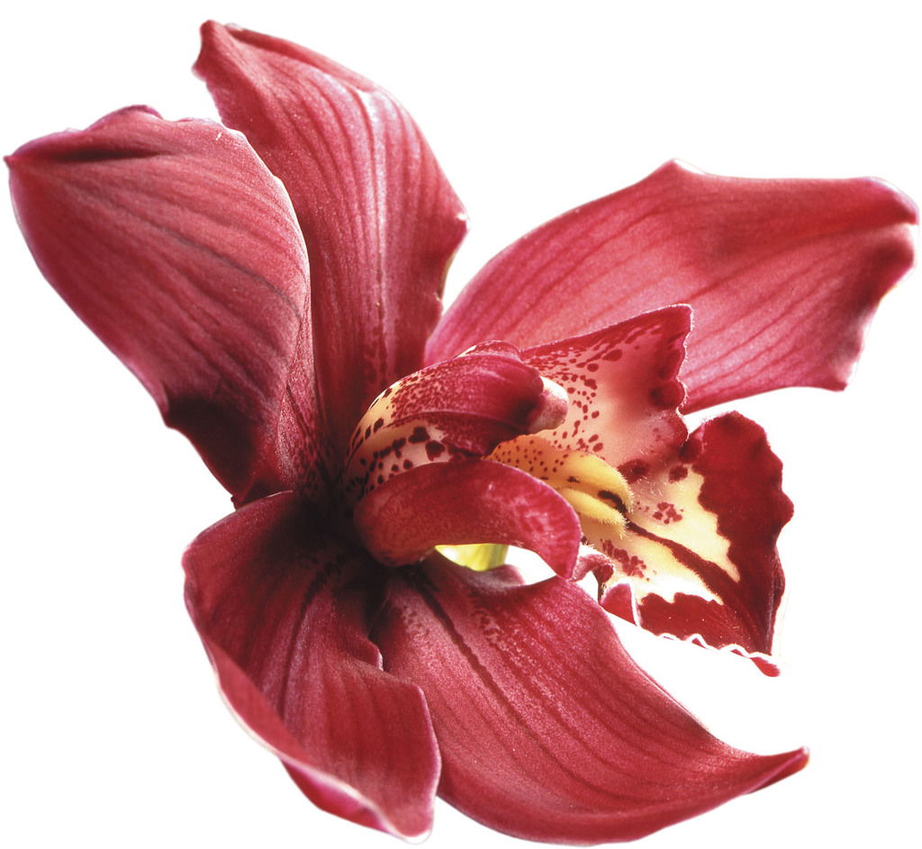 Надежда Абраменко