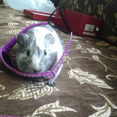 Софья Козлова