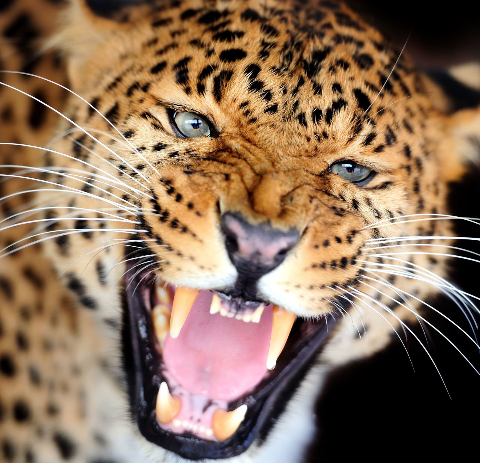 Артур Антуан