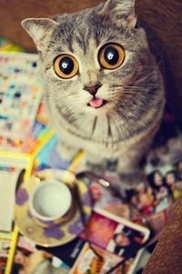 Вера Волова