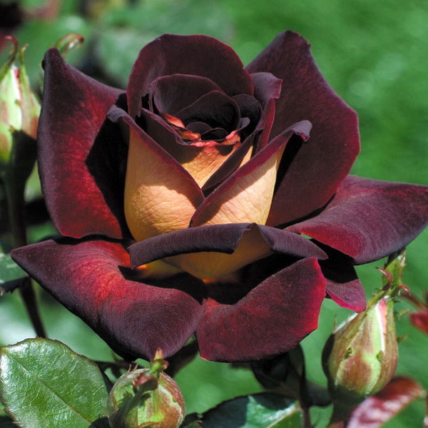 Марина Зинякова