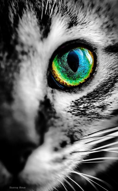 Виктория Башкина