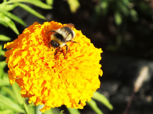 Лера Сергиенко