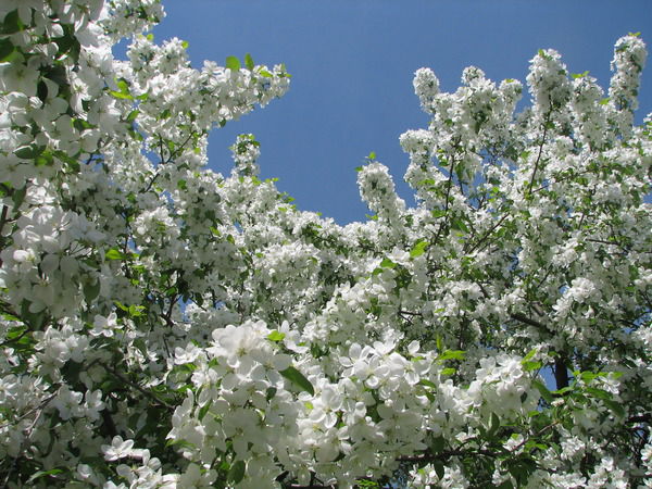 Елена Селина(Архипова)