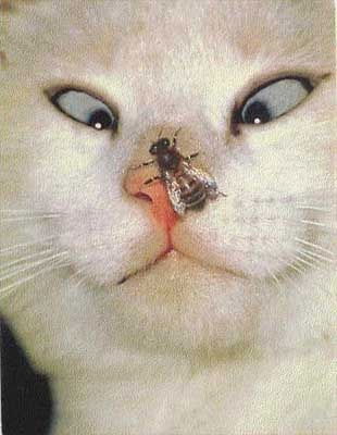 Максим Котомин