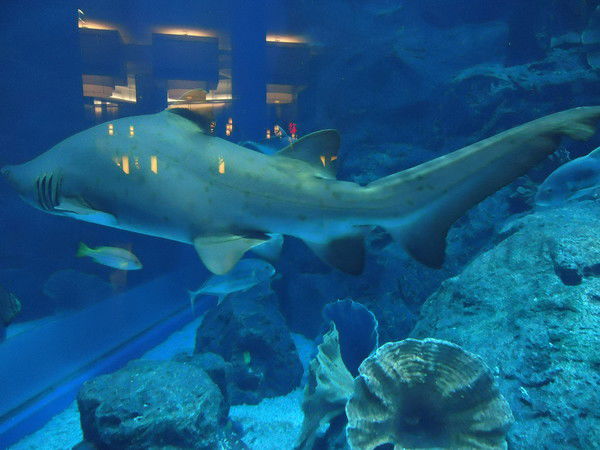 Нурлан Джунисов