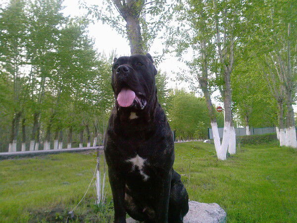 Света Томашевская