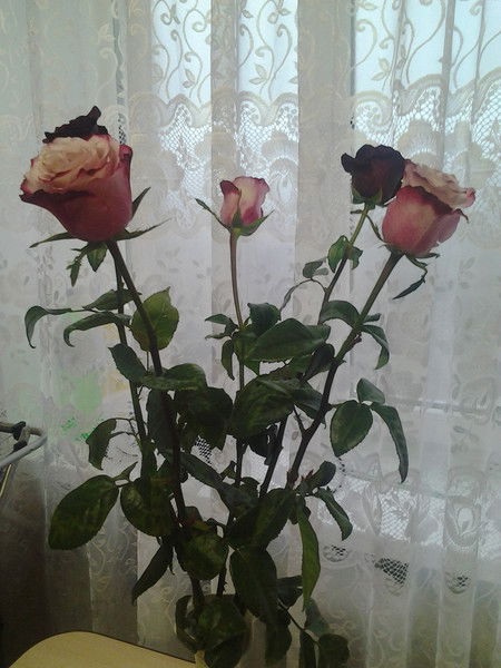 Кристина Бузько