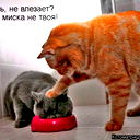 Диана Талипова