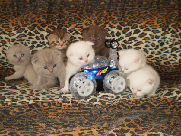 Шотландские Котята