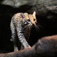 Виктория Храмцова