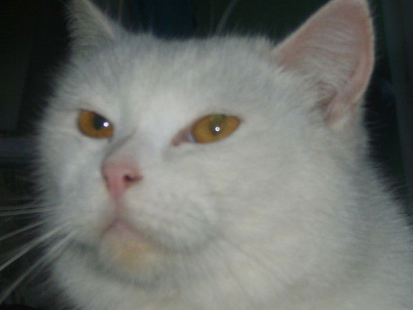 Алексей Шардаков