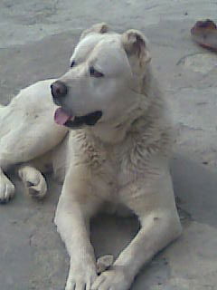 Андрей Журавлёв