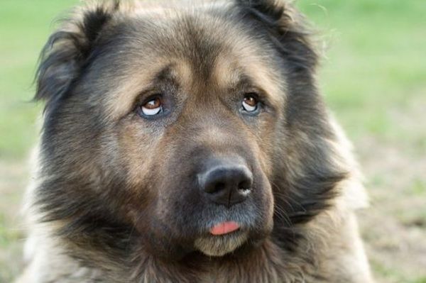 Михаил Никит