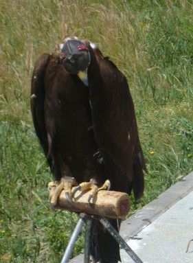 Олег Кравчин