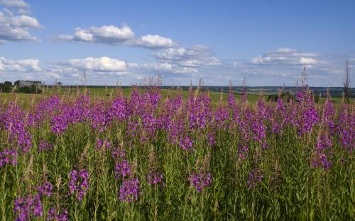 Людмила Рыльская