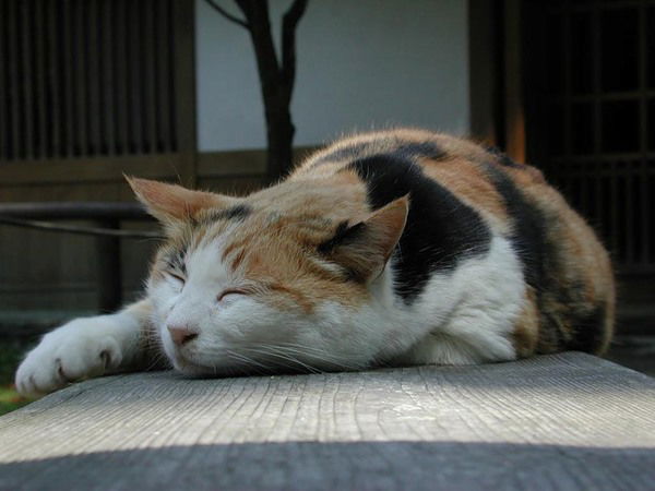 Марина Волкова