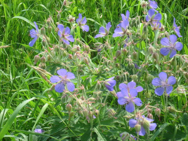 Гулзамира Гимадиева