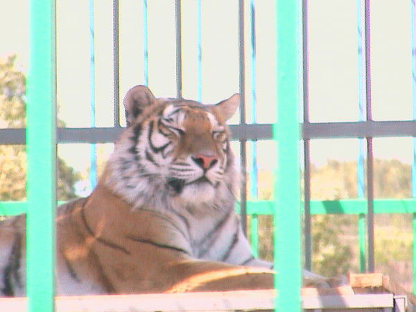 Александр Таранов