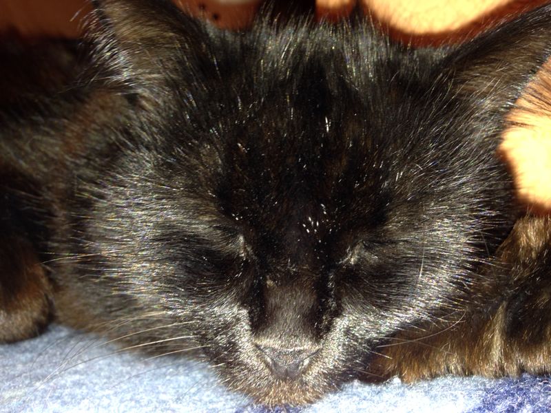 Иван Парень