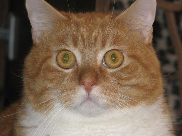 Ирина Акимина