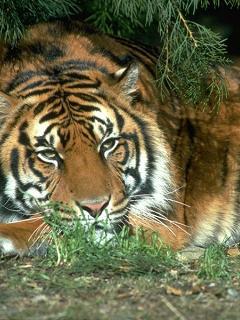 Наталья Петрова