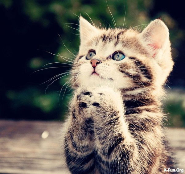 ---------------- ----------------