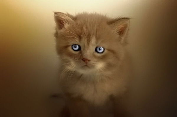 Ирина Петрова